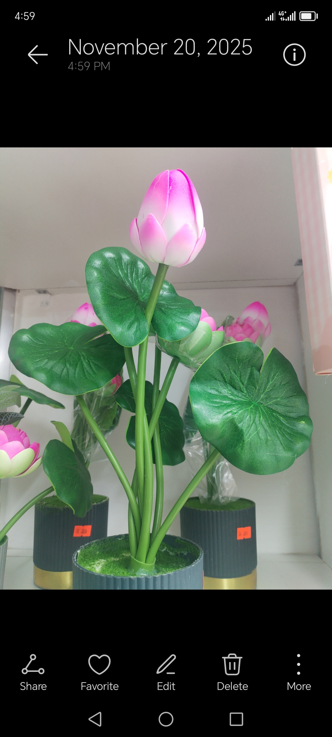 শাপলা ফুল